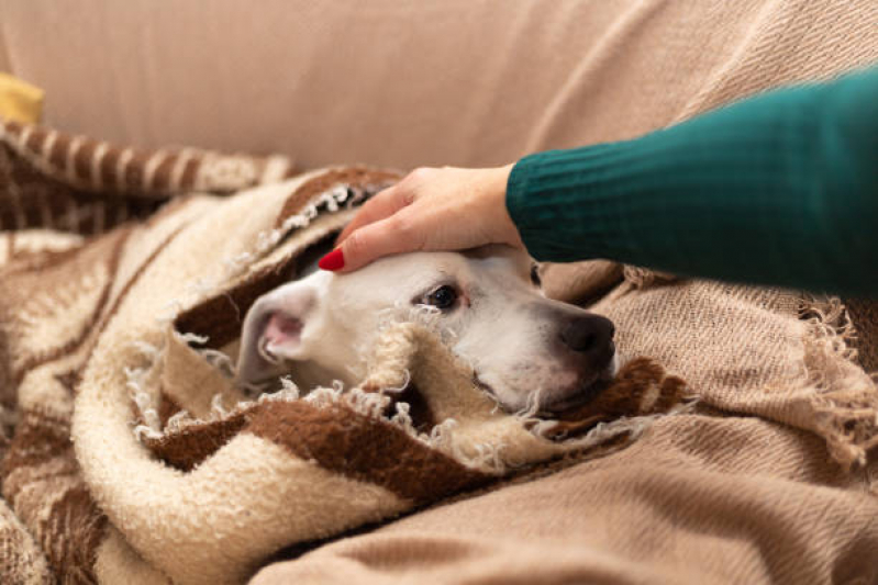 Cuidado Paliativo para Pet SETOR DE HOTEIS E TURISMO NORTE - Cuidado Paliativo para Animais