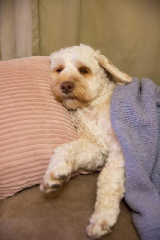 Cuidado Paliativo Pet Marcar Setor de Clubes Sul - Cuidado Paliativo para Cães