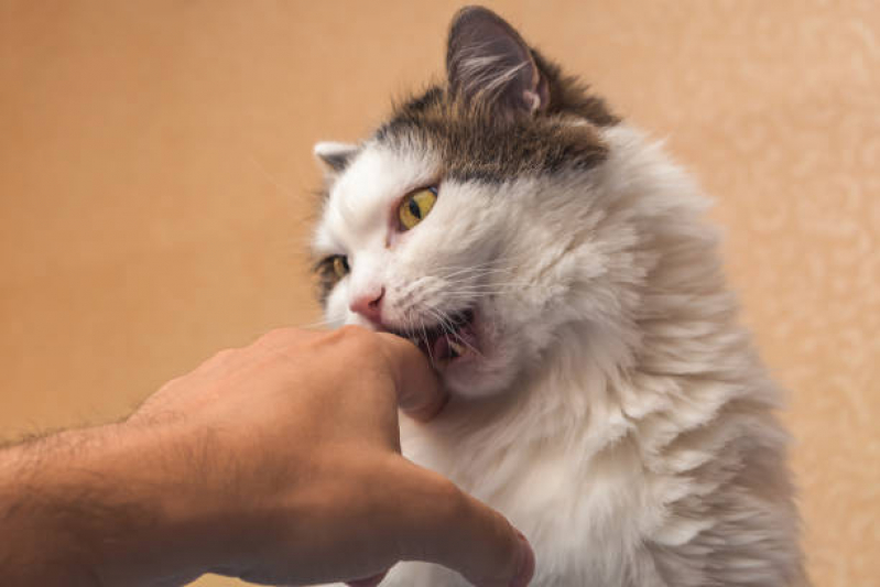 Dentista de Gato EPNB Estrada Parque Núcleo Bandeirante - Odontologia para Gatos