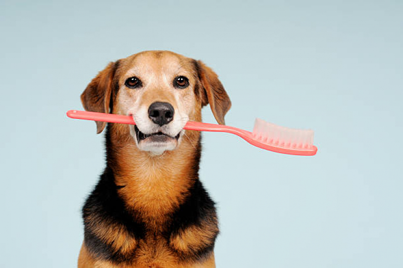 Dentista para Cães Agendar Eixo Rodoviário Norte - Odontologia para Cachorro Brasília