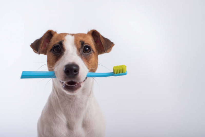 Dentista para Cães Marcar Praça dos Três Poderes - Dentista para Cães
