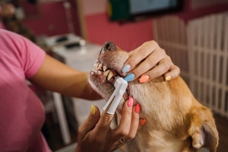 Dentista para Cães Zona Industrial - Odontologia para Cachorro Asa Norte
