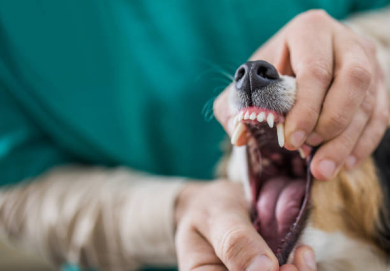 Dentista para Gato Marcar Condomínio Ville de Montagne - Odontologia para Cachorro Asa Norte