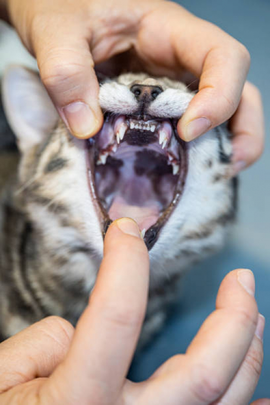 Dentista para Gato SETOR DE ARMAZENAGEM E ABASTECIMENTO NORTE - Odontologia Pet