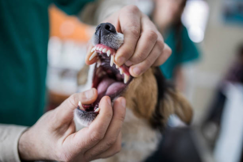 Dentista para Gatos Marcar SAAN - Odontologia para Cachorro Brasília