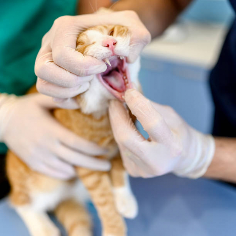 Dentista para Pet Marcar PRAÇA DOS TRIBUNAIS PRAÇA DO BURITI SIG - Odontologia para Gato