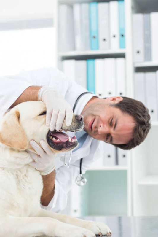 Dentista para Pet Park Way - Odontologia para Cães