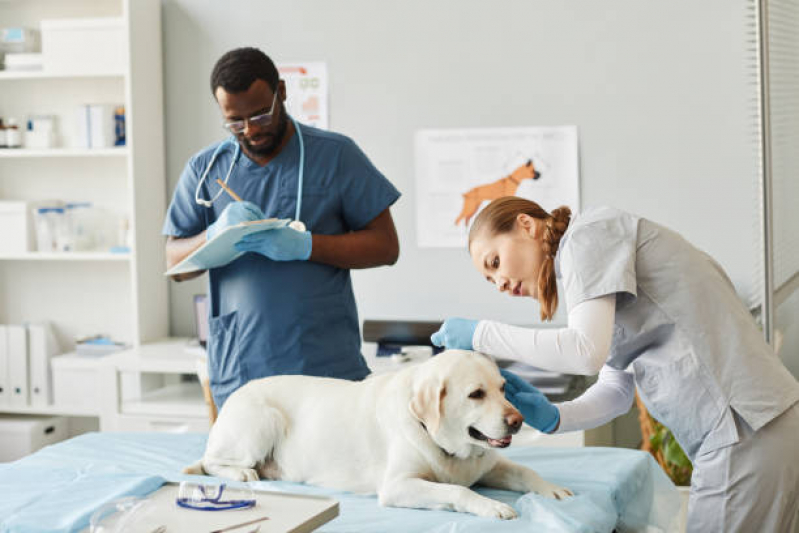 Dermatologia de Pequenos Animais Contato Lado Norte - Dermatologista para Cachorro Brasília