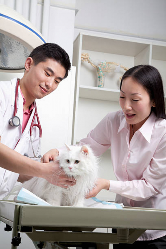 Dermatologia de Pequenos Animais W3 Sul - Dermatologia em Cães e Gatos