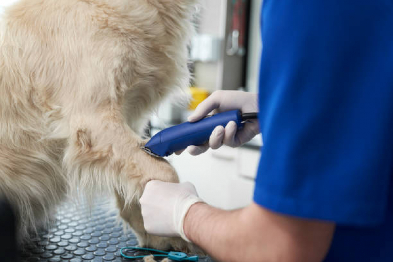 Dermatologia em Pequenos Animais Contato SAAN - Dermatologista para Cães