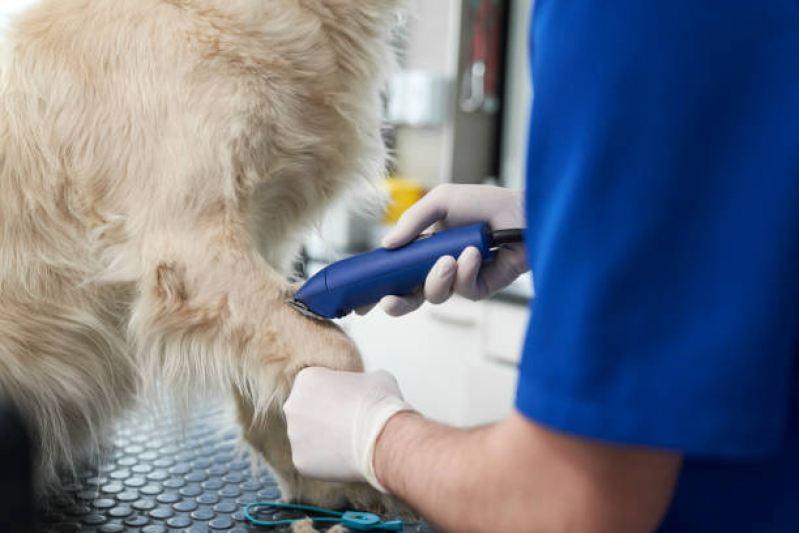 Dermatologia em Pequenos Animais Contato PARQUE TECNOLOGICO DE BRASILIA GRANJA DO TORT - Dermatologista de Animais