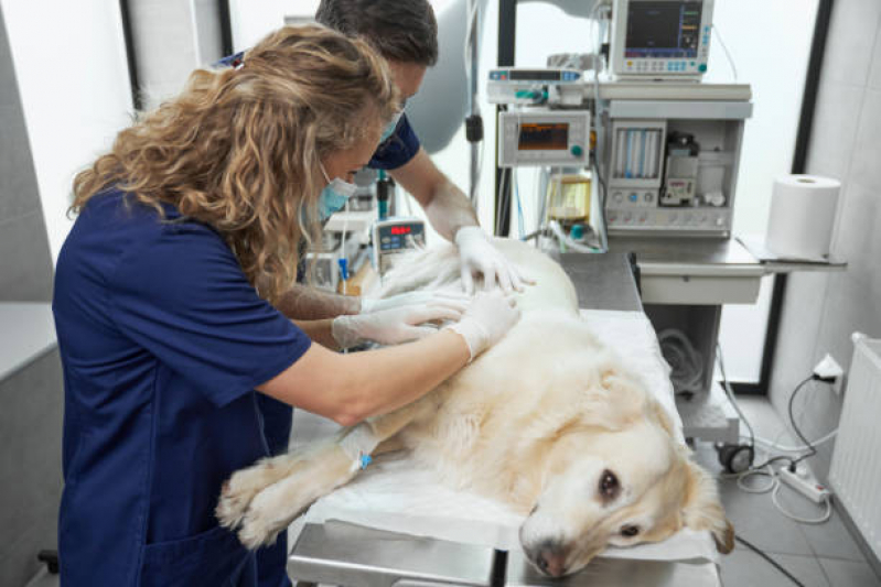 Dermatologia em Pequenos Animais Altiplano Sul - Dermatologista de Cachorro