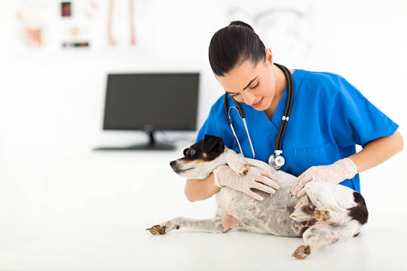 Dermatologista Animais Contato Núcleo Rural Lago Oeste - Dermatologista de Animais