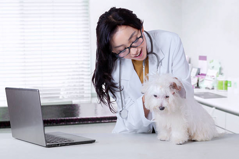 Dermatologista Animais Lago Norte - Dermatologia em Cães e Gatos