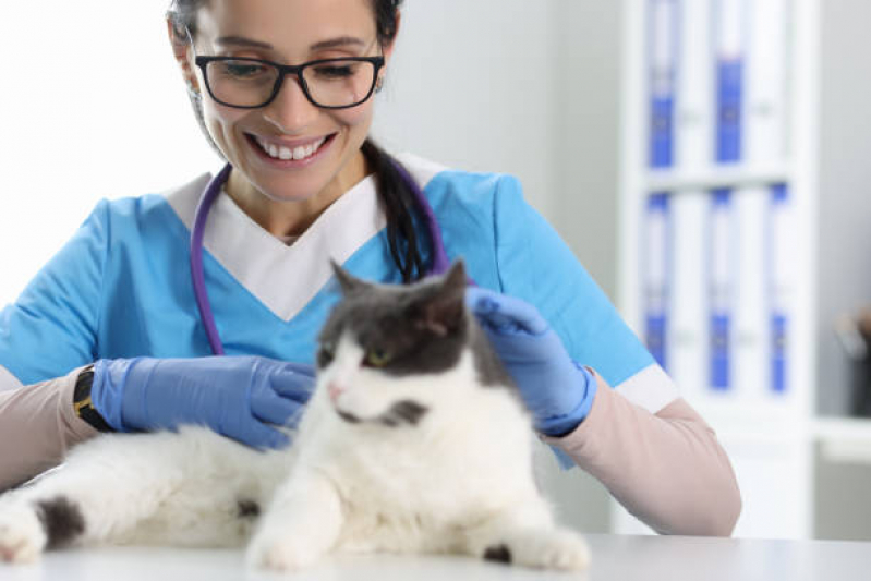 Dermatologista para Cachorro Contato Octogonal/Sudoeste - Dermatologista para Gato