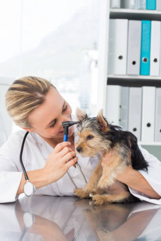 Dermatologista para Cachorros Contato Praça dos Três Poderes - Dermatologista para Cães