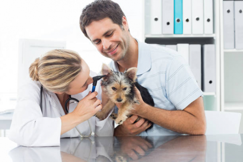 Dermatologista para Cachorros Lado Sul - Dermatologia de Pequenos Animais