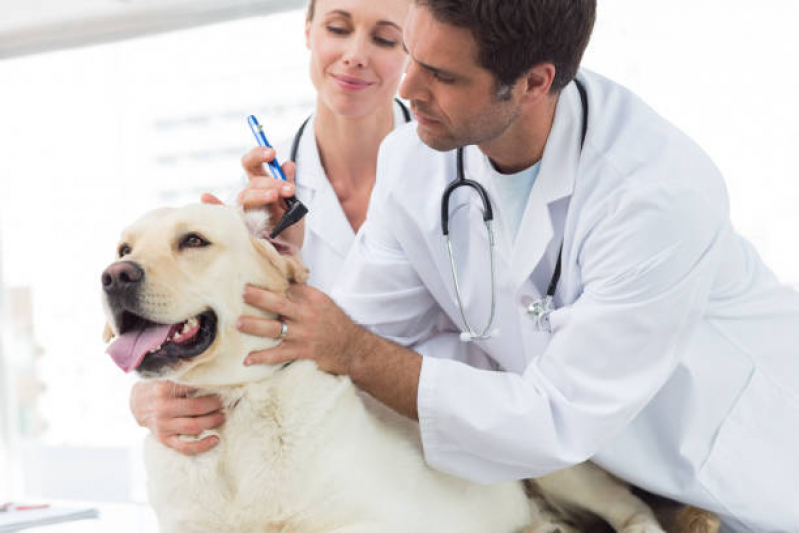 Dermatologista para Cães Contato SIA - Dermatologista para Cachorro