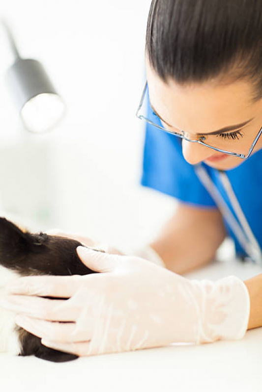 Dermatologista para Gato Condomínio Solar de Brasília - Dermatologista de Animais