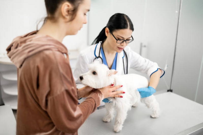 Dermatologista Pet Contato SCN SETOR COMERCIAL NORTE - Dermatologia em Cães e Gatos