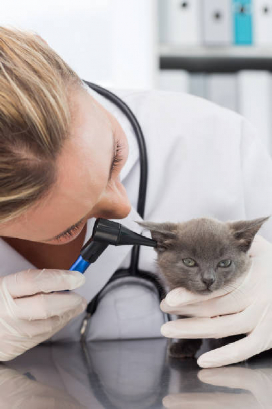 Dermatologista Pet Condomínio Ville de Montagne - Dermatologista para Gato