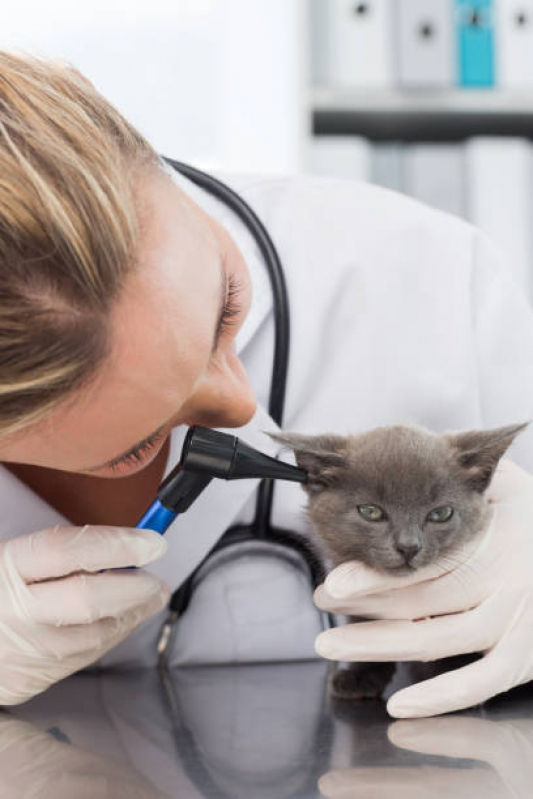 Dermatologista Pet SETOR DE HOTEIS E TURISMO NORTE - Dermatologia Animal