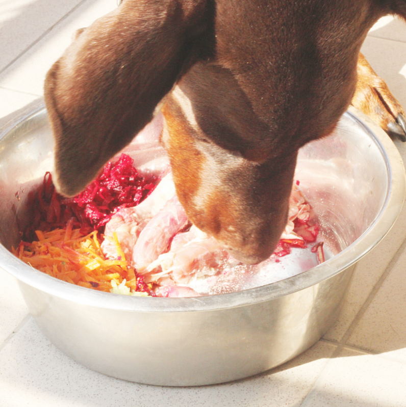 Empresa Especializada em Alimentação Natural Cachorro Lago Norte - Alimentação Natural para Cachorro com Gastrite