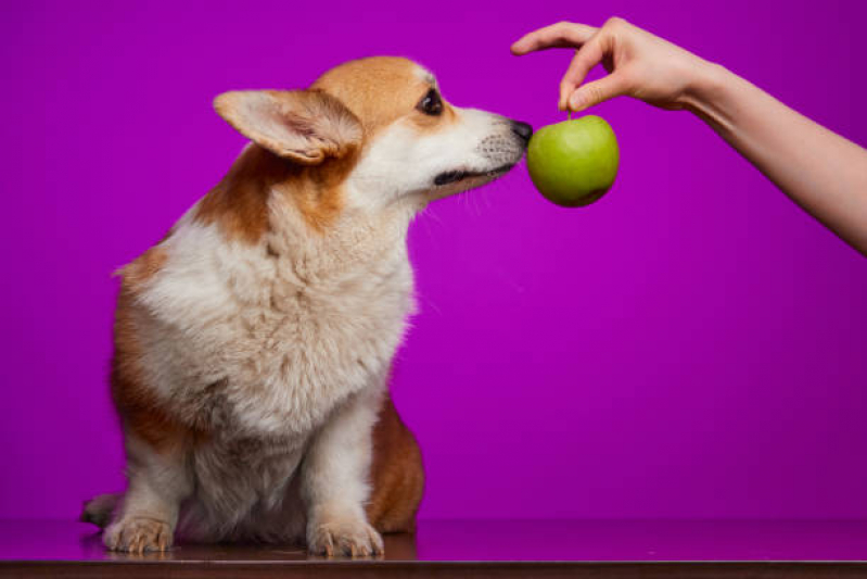 Empresa Especializada em Alimentação Natural para Cães Idosos Condomínio Alphavile - Alimentação Natural a Distancia