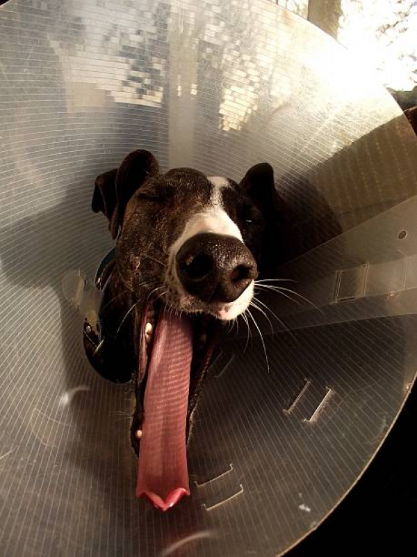 Endereço de Clínica Veterinária Integrativa Cachorros e Gatos SHTS Setor Hoteleiro Sul - Clínica Veterinária Integrativa Cachorros