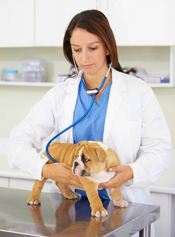 Endereço de Clínica Veterinária Integrativa Cachorros Octogonal - Clínica Veterinária Integrativa Mais Próxima