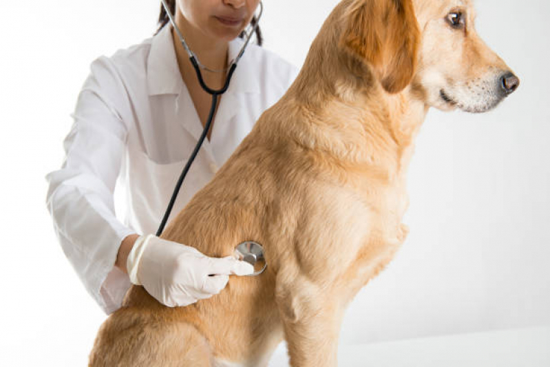Endereço de Clínica Veterinária Integrativa Cães Asa Sul - Clínica Veterinária Integrativa para Animais