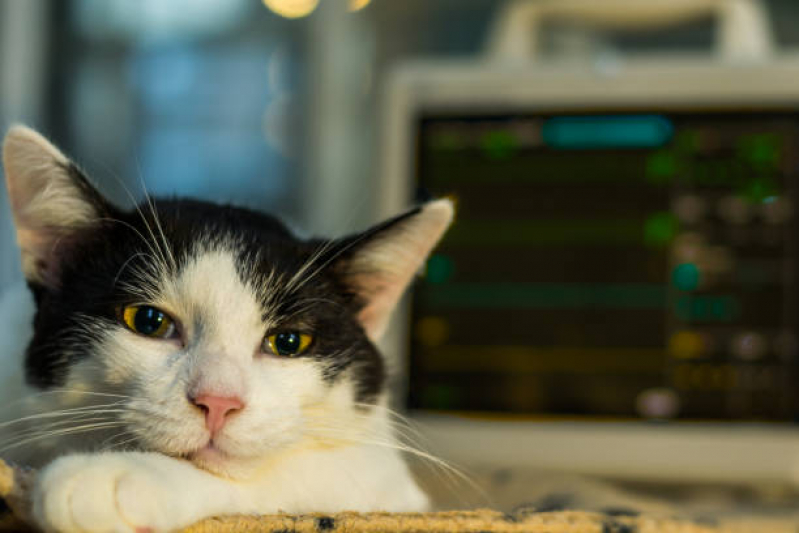 Endereço de Clínica Veterinária Integrativa Mais Próxima Condomínio Solar de Brasília - Clínica Veterinária Integrativa Cachorros