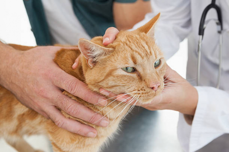 Endereço de Clínica Veterinária Integrativa para Gatos Lago Oeste - Clínica Veterinária Integrativa para Pet