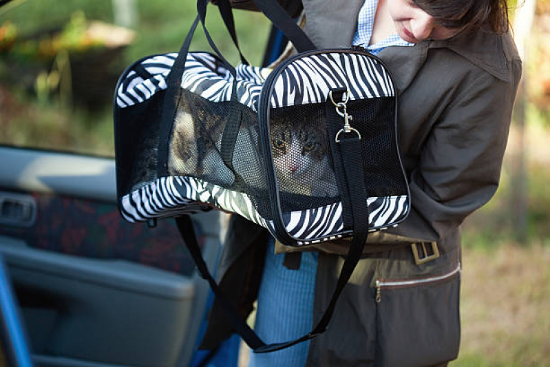 Endereço de Pet Shop Banho Eixo Rodoviário Norte - Pet Shop para Gatos