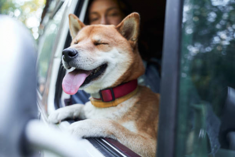 Endereço de Pet Shop Cães e Gatos Avenida das Nações - Pet Shop Perto de Mim
