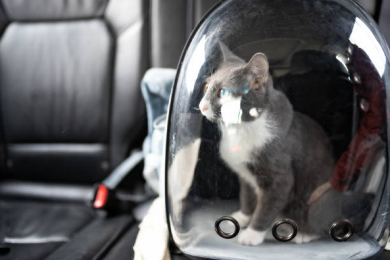 Endereço de Pet Shop para Gatos Norte Águas Claras - Pet Shop com Banho e Tosa