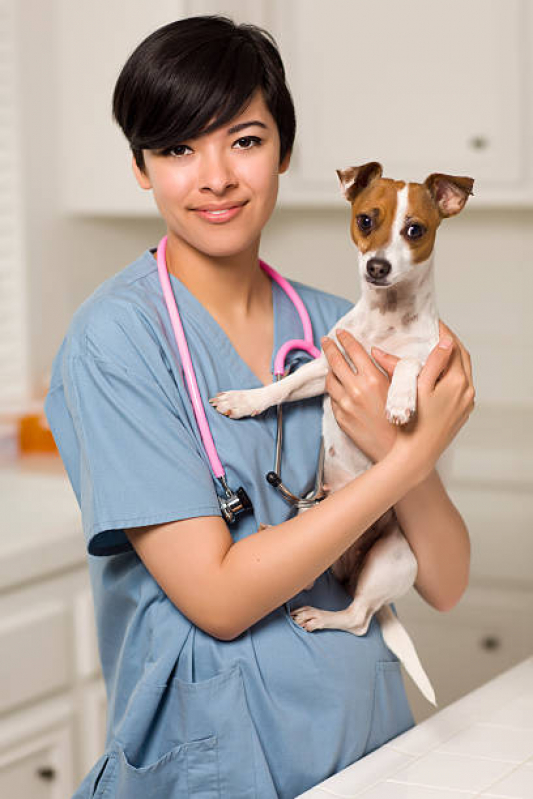 Endocrinologia Cachorros SETOR MILITAR URBANO - Endocrinologia para Cães