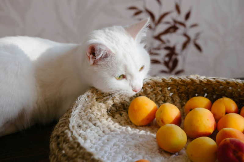 Endocrinologia Gatos Agendar SBN SETOR BANCÁRIO NORTE - Endocrinologia para Pet