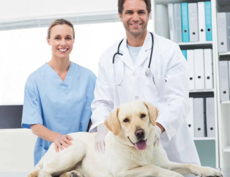 Endocrinologia para Cachorro Agendar Núcleo Bandeirante - Endocrinologia Animal