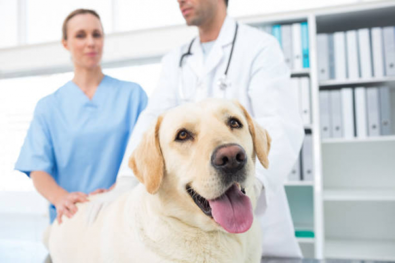 Endocrinologia para Cachorro Condomínio Santa Mônica - Endocrinologia para Pet