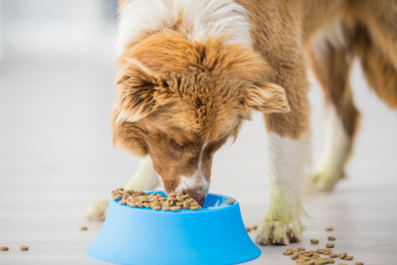 Endocrinologia para Cachorros e Gatos Agendar SAAN - Endocrinologia Animal