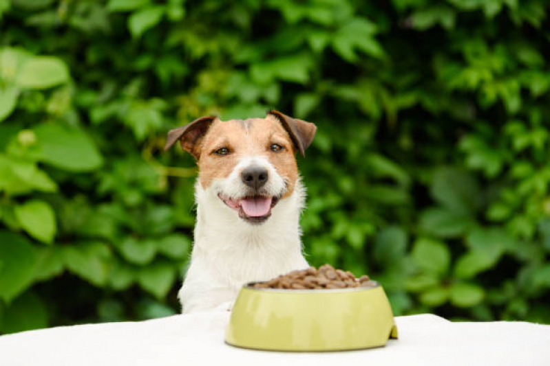 Endocrinologia para Cachorros e Gatos BIOTIC - Endocrinologia para Pet Asa Norte