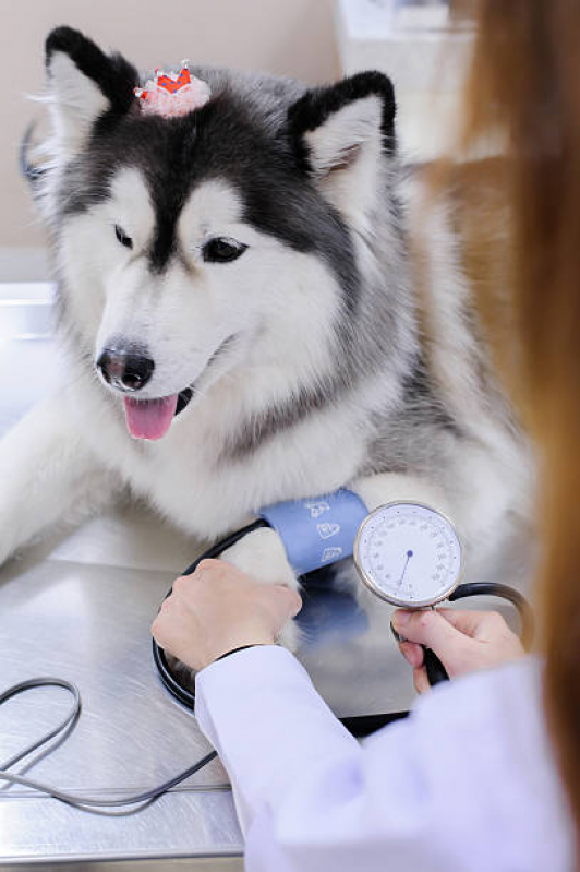 Endocrinologia para Cachorros SBN SETOR BANCÁRIO NORTE - Endocrinologia para Pet
