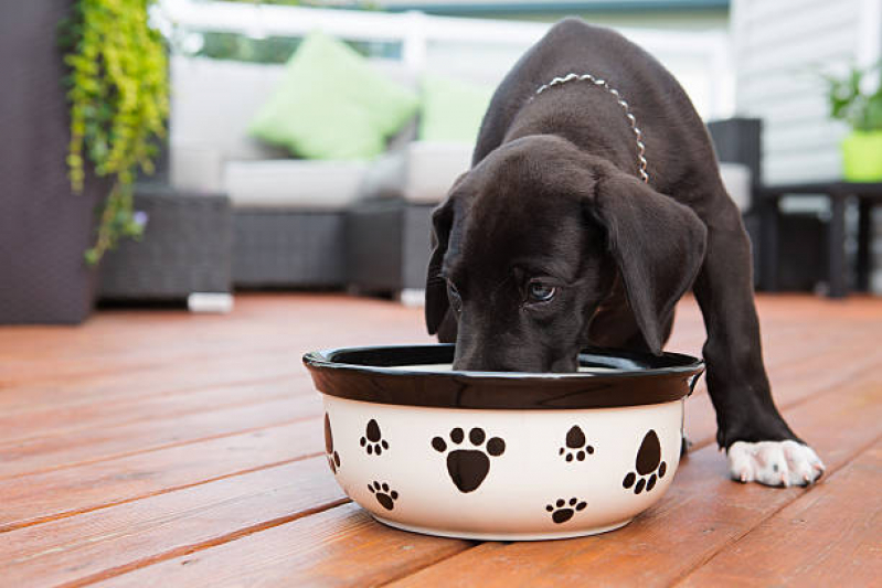 Endocrinologia para Cães Agendar Lado Sul - Endocrinologia para Pet