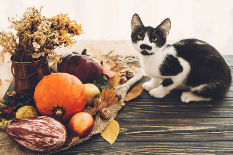 Endocrinologia para Gatos Agendar Jardim Botânico - Endocrinologia para Animais