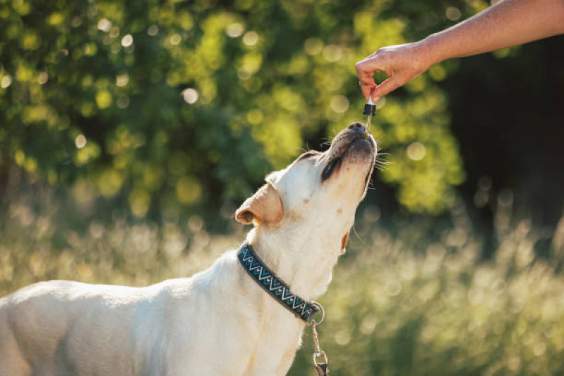 Homeopatia Animal Tratamento Águas Claras - Homeopatia para Animais de Estimação