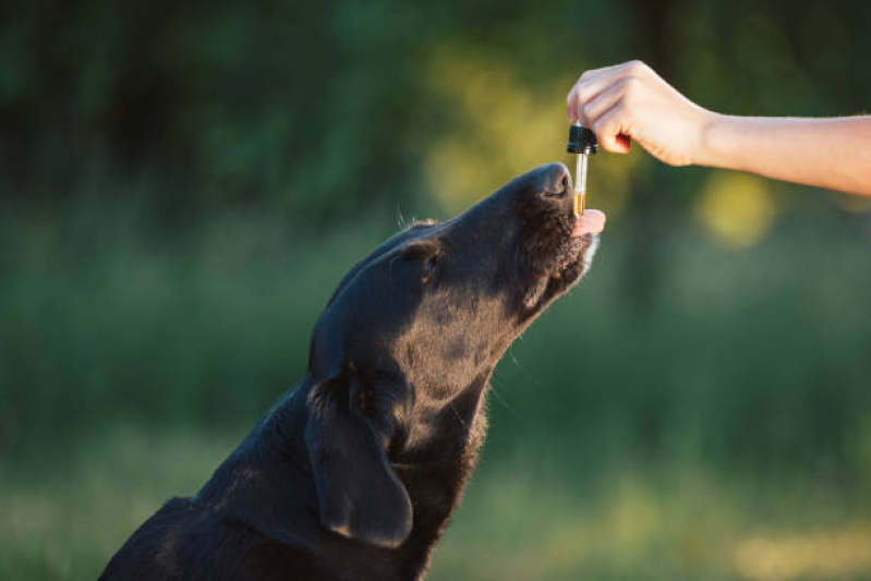 Homeopatia Animal Cruzeiro - Homeopatia para Cães