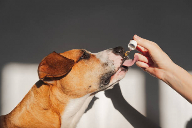 Homeopatia para Animais Tratamento ZfN Zona Industrial - Homeopatia para Animais de Estimação