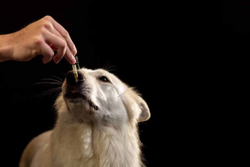 Homeopatia para Cachorro W3 Sul - Homeopatia para Cachorro