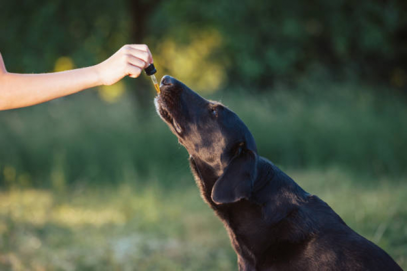 Homeopatia para Cães e Gatos Tratamento EPNB Estrada Parque Núcleo Bandeirante - Homeopatia para Cães e Gatos